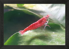 Shrimp Sakura Framed Wall Art