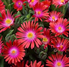 Delosperma plug plants