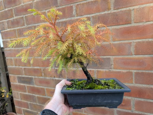 Japanese cedar bonsai - japanese,