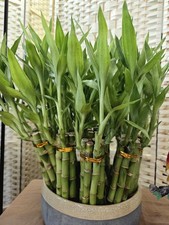 Lucky Bamboo 6x8" Gift, Home