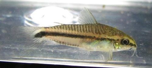 Pack pygmy corydoras - 3,
