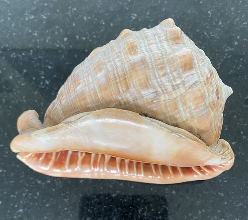 Fab large conch shell - shell, 16