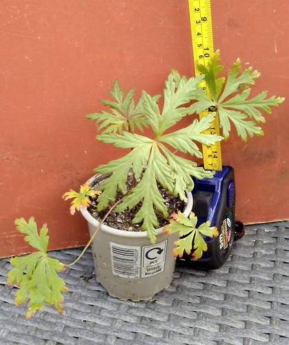Geranium maderense giant - maderense,,