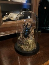 Stag beetle woodland like - woodland,