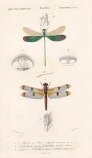 1861 DRAGONFLY Print - Hand-Coloured Antique - Insect Art - 5.75 x 9.75 Inches