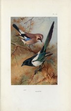 Jay and Magpie Antique 1925 Bird Art Print by Archibald Thorburn