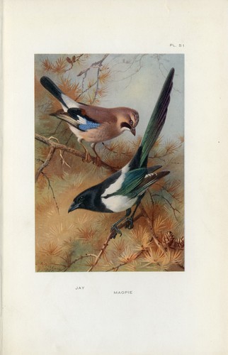 Jay and magpie - jay,