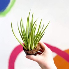 Sansevieria bacularis 'Mikado'