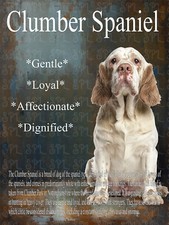 Clumber Spaniel Breed