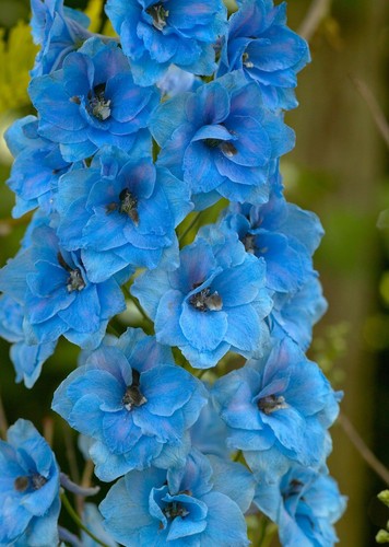 Pots delphinium - x, 9