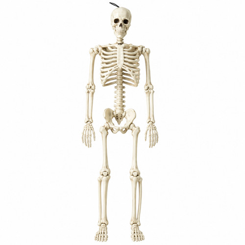 Halloween skeleton hanging - skeleton,
