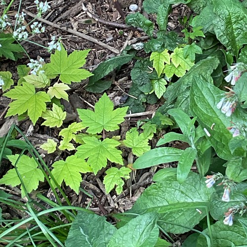 Second season sycamore - second,