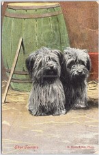 Vintage Postcard Skye Terriers Dogs Artistic England