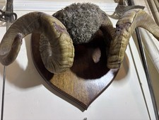 Victorian Taxidermy Rams Horns