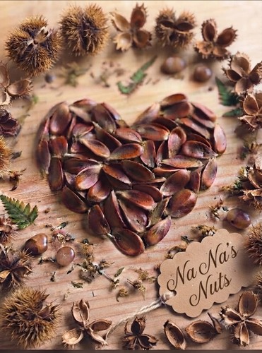 English beech tree seeds - beech,