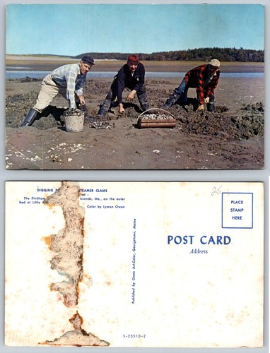 Vintage maine clam - vintage,