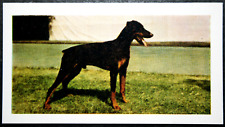 DOBERMAN PINSCHER  Vintage 1961 Colour Photo Card   HE25M