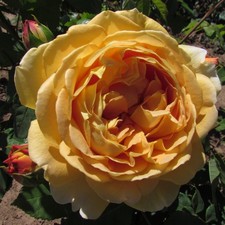 Golden Celebration - 5.5lt