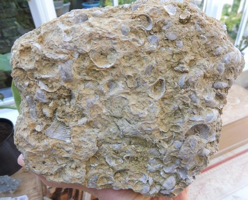 Fossil bivalves - fossil,