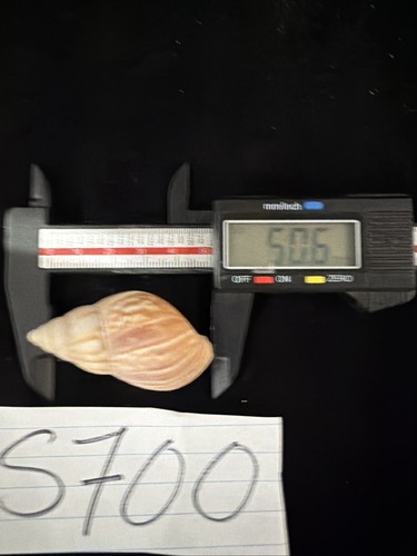 Fairy land snail shell - land,