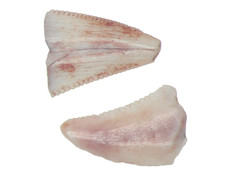 Triassic Theropod serrated Dinosaur tooth fossil Bull Canyon Display case #5