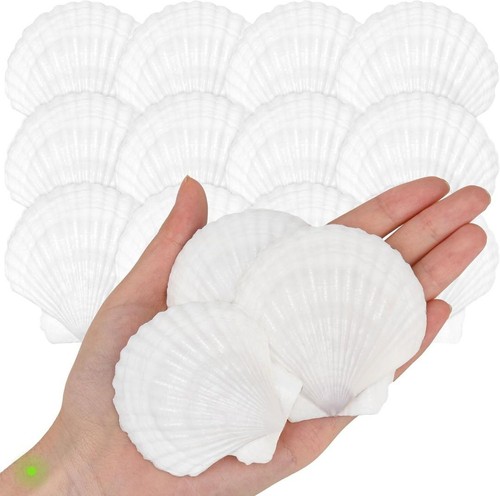 25pcs white scallops shells - 25pcs,