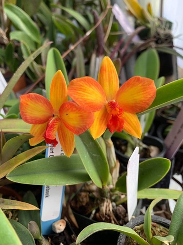 Pole star cattleya orchid - pole,