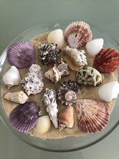 Mixed large 8cm - 20,