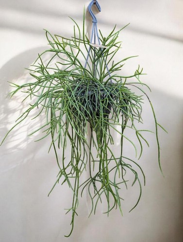 Rarely offered rhipsalis - offered,