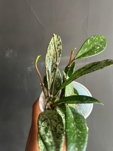 Hoya publicaylx plant - hoya,