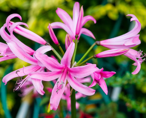 Potted nerine bowdenii - 2l,