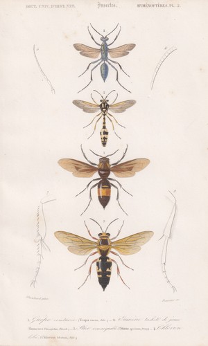 Vespa cineta hornet - , wasps