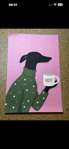 Posh italian greyhound - posh,