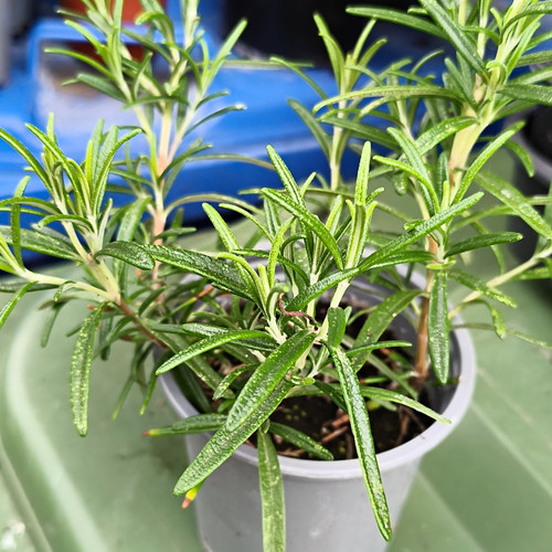 Rosemary live plant - rosemary,