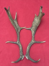 PAIR OF FALLOW DEER ANTLERS