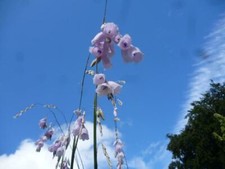 Dierama Pulcherrimum - 25 seeds or 50 seeds, Angels Fishing Rod, Fairy Wand - HP
