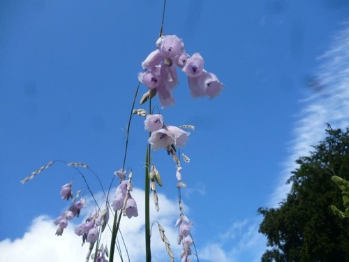 Dierama pulcherrimum 25 - dierama,