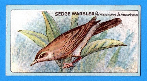 Sedge warbler original 1922 - sedge, warbler-