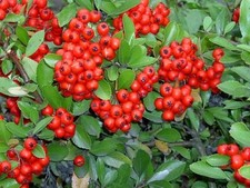2 PYRACANTHA FIRETHORN