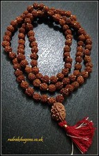 TEEN MUKHI 3 FACE RUDRAKSHA