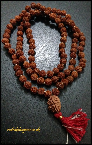 Teen mukhi face - 3, rudraksha