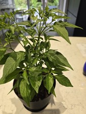 Chilli pepper basket fire - chilli,