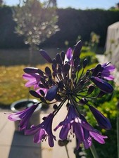 Bare Root Division Agapanthus