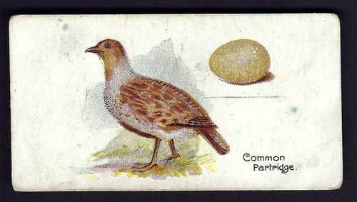 Lambert butler birds - birds, and