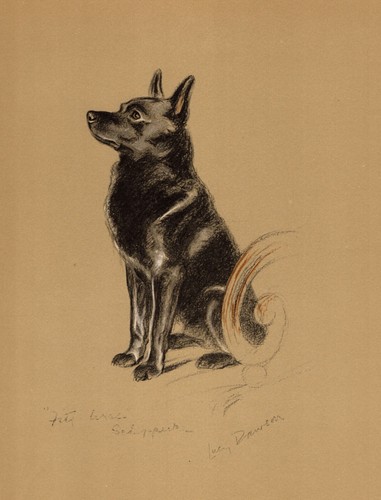 1940 antique schipperke dog - 1940,