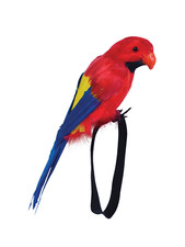 Parrot Feather Wristband Fancy