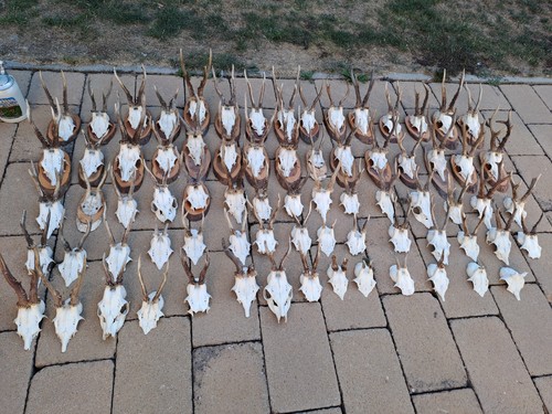 74x roe deer - antler, skull
