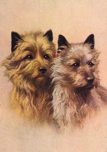 Cairn terrier dog greeting - cairn,