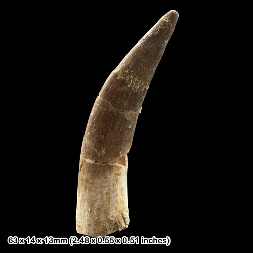 Plesiosaur fossil tooth - plesiosaur,