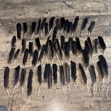 50 Black Feathers Blackbird